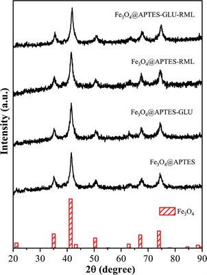 Lipase From Rhizomucor miehei Immobilized on Magnetic Nanoparticles: Performance in Fatty Acid Ethyl Ester (FAEE) Optimized Production by the Taguchi Method